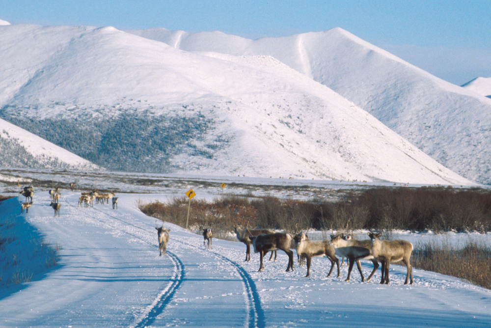 caribou on winter road